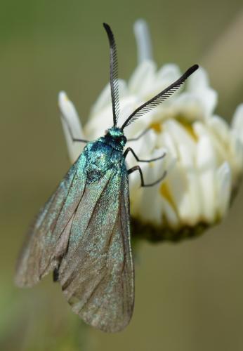 Réf. 304 040 : Adscita sp.